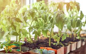 Семена томатов замачивают в воде на 12 часов