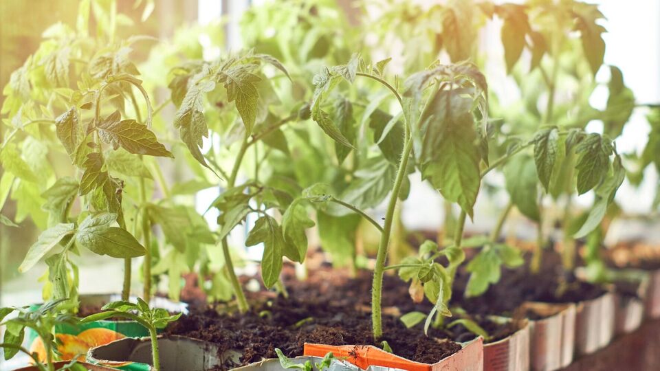 Насіння томатів замочують у воді на 12 годин