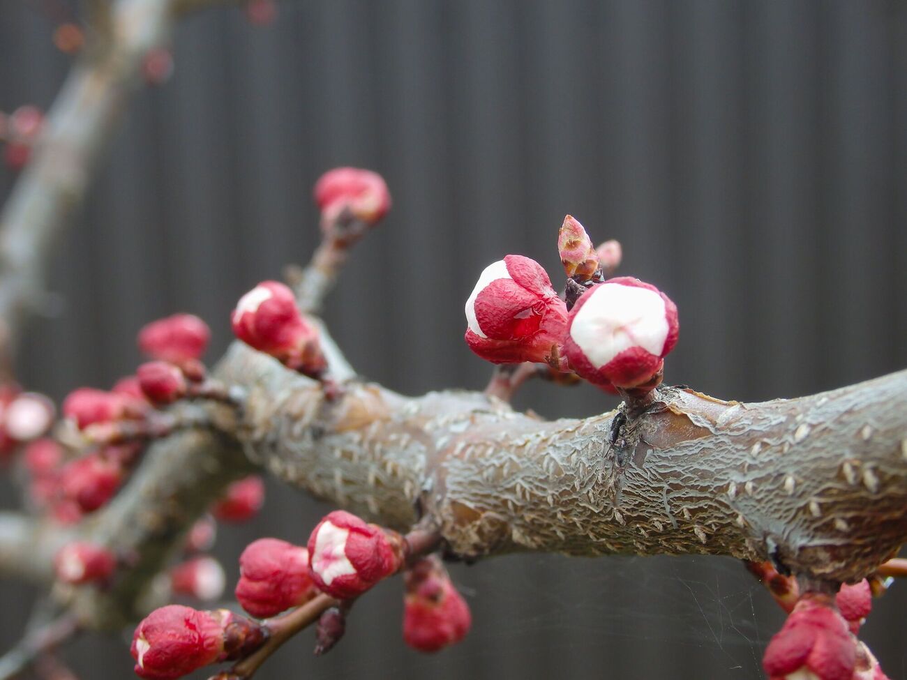 Моніліоз притаманний усім кісточковим культурам, але особливо від нього потерпають абрикоси