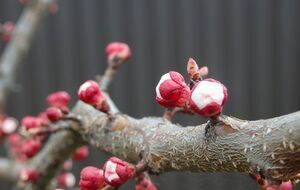 Монилиоз присущ всем косточковым культурам, но особенно от него страдают абрикосы