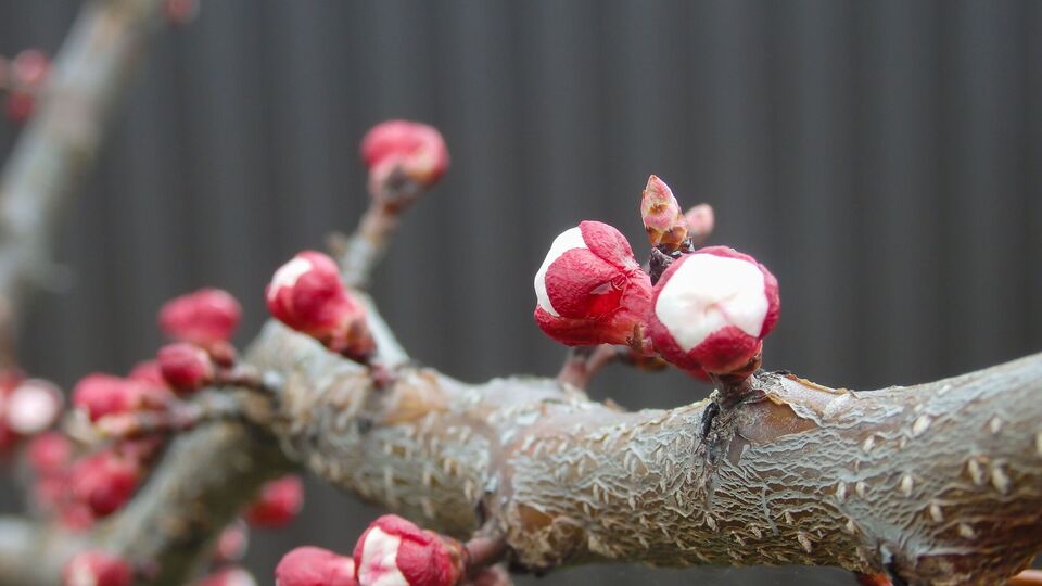 Монилиоз присущ всем косточковым культурам, но особенно от него страдают абрикосы