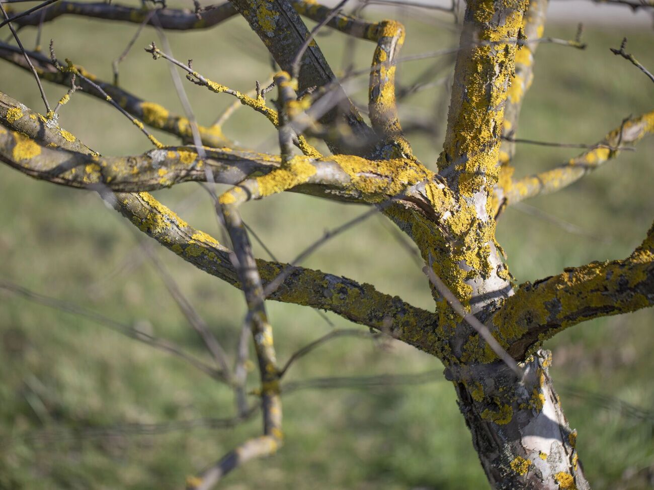 Избавиться от мха и лишайников можно механическим способом