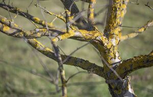 Избавиться от мха и лишайников можно механическим способом