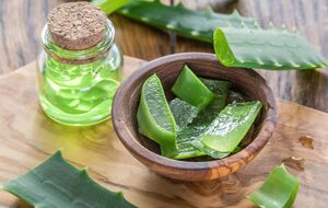 Побегу алоэ перед посадкой нужно дать подсохнуть