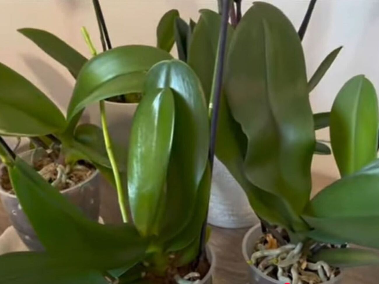 Протирая листья орхидеи лимонной водой, избегайте ее попадания на корни растения