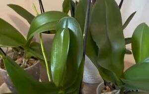 Протирая листья орхидеи лимонной водой, избегайте ее попадания на корни растения