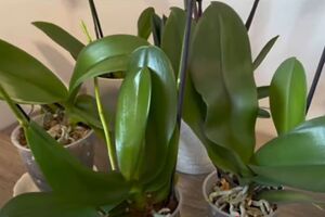 Протирая листья орхидеи лимонной водой, избегайте ее попадания на корни растения