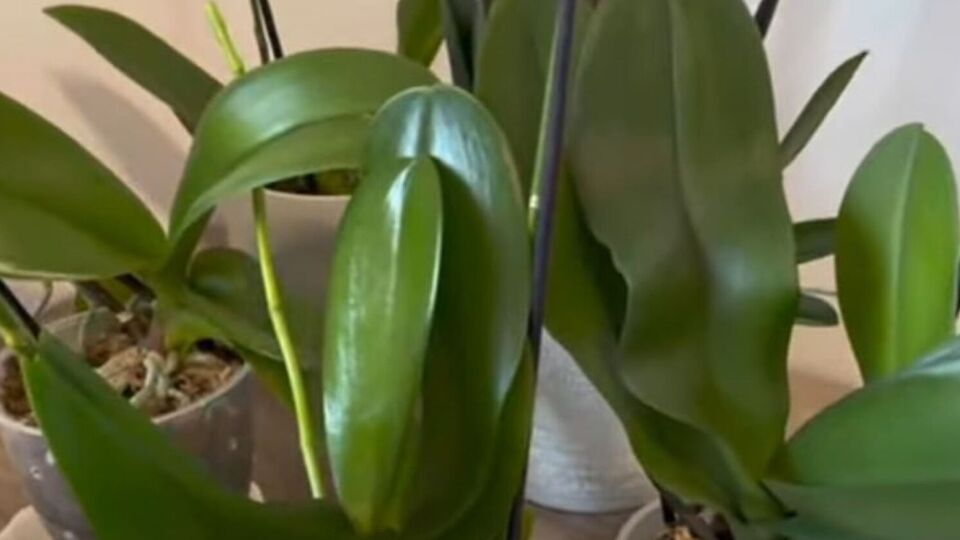 Протирая листья орхидеи лимонной водой, избегайте ее попадания на корни растения