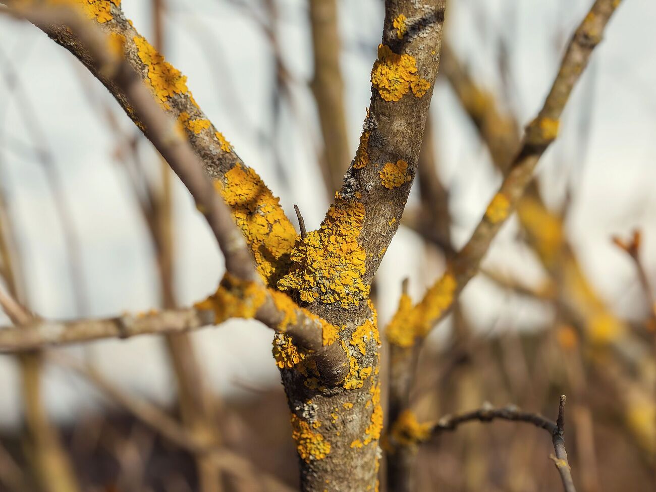 Чтобы освободить деревья от лишайников и мха, применяют опрыскивание стеблей раствором щавелевой кислоты