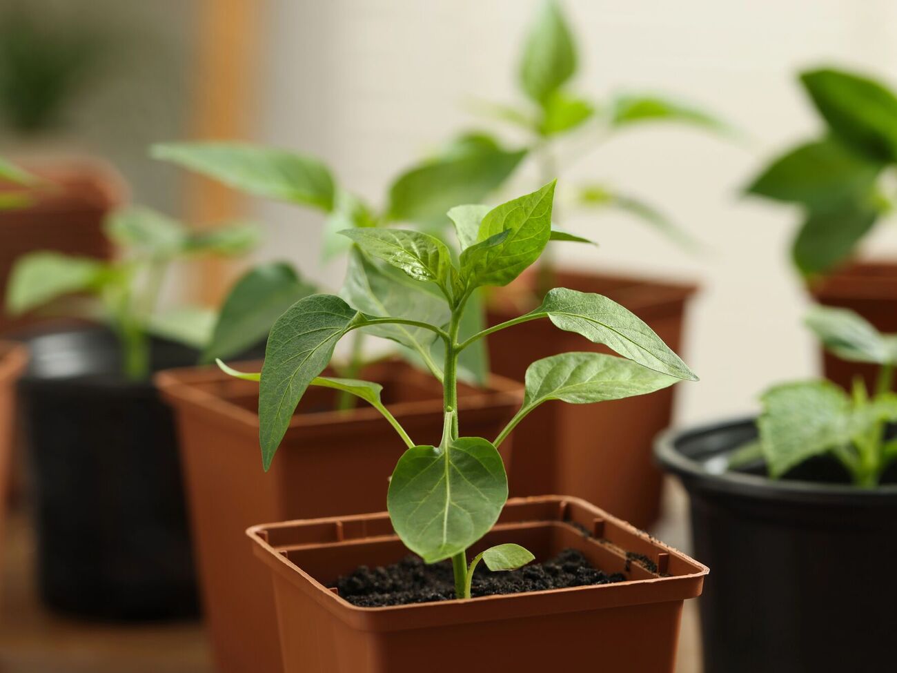 Для выращивания перца на рассаду требуются специальные навыки