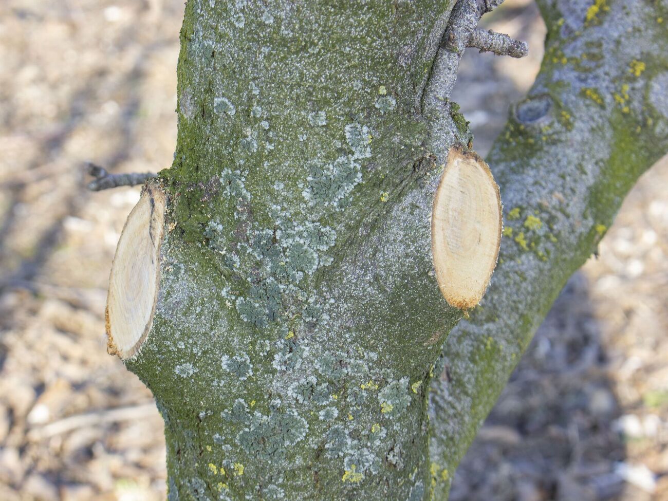 Предотвратить появление наростов на коре поможет высадка саженцев на солнечной территории