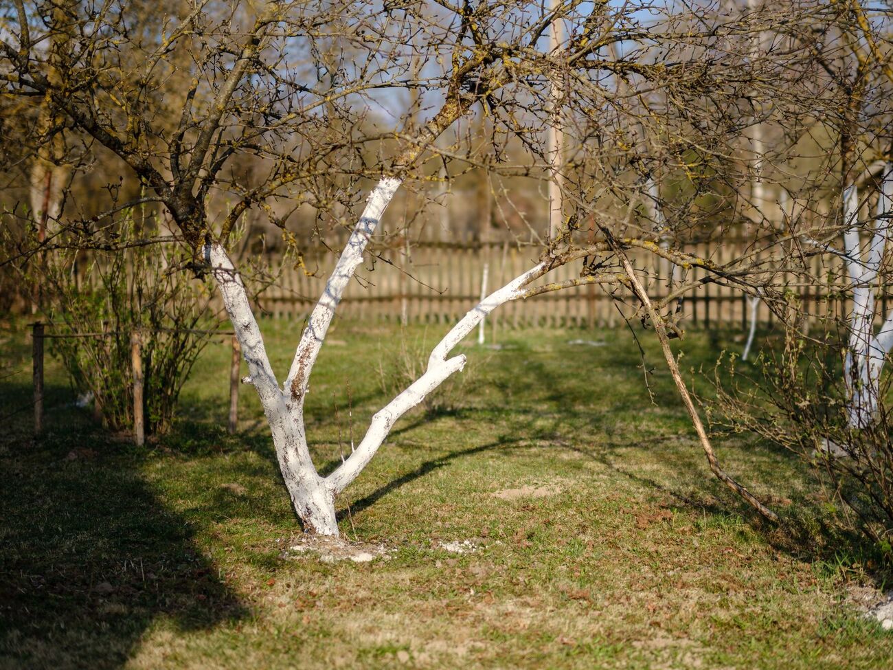 Обработку сада не следует проводить перед дождем, а температура воздуха должна быть выше +5 °C