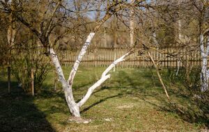 Обработку сада не следует проводить перед дождем, а температура воздуха должна быть выше +5 °C