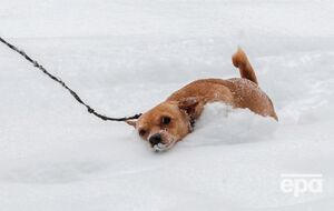 Снег прогнозируют в Карпатах и Закарпатье