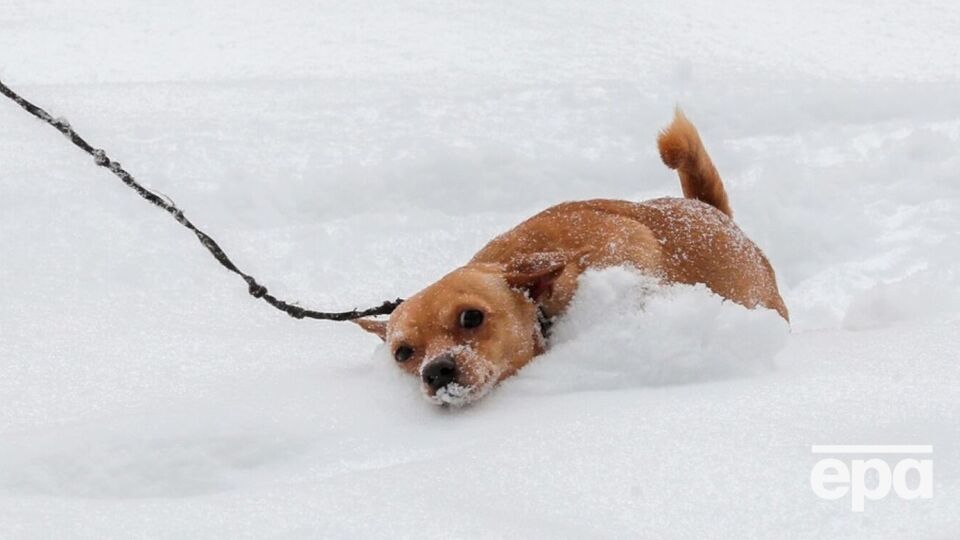 Сніг прогнозують у Карпатах і на Закарпатті