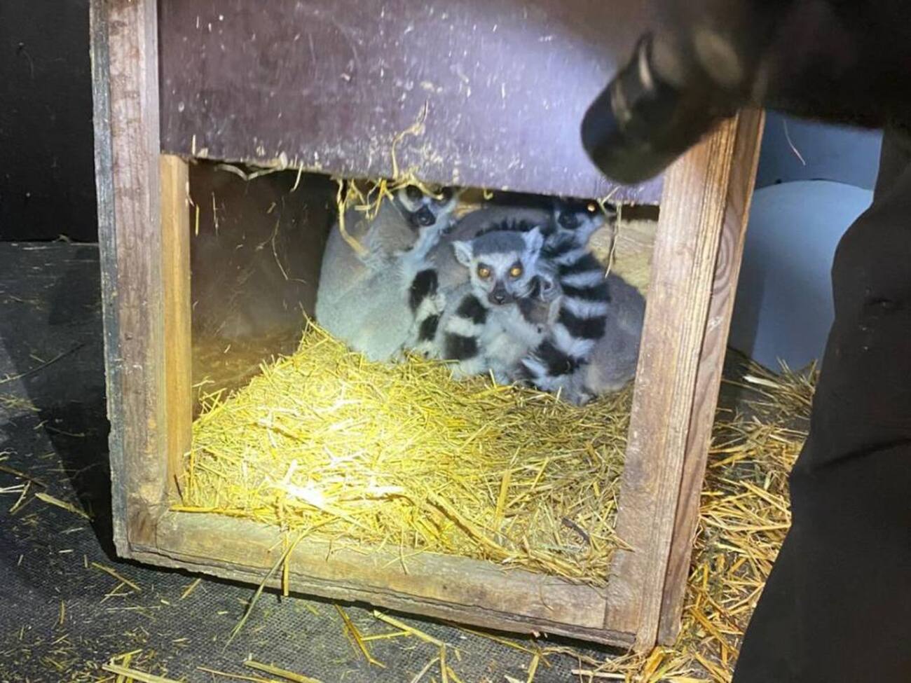 Перевізник тварин намагався дати хабар прикордонникам