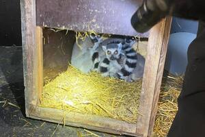 Перевізник тварин намагався дати хабар прикордонникам