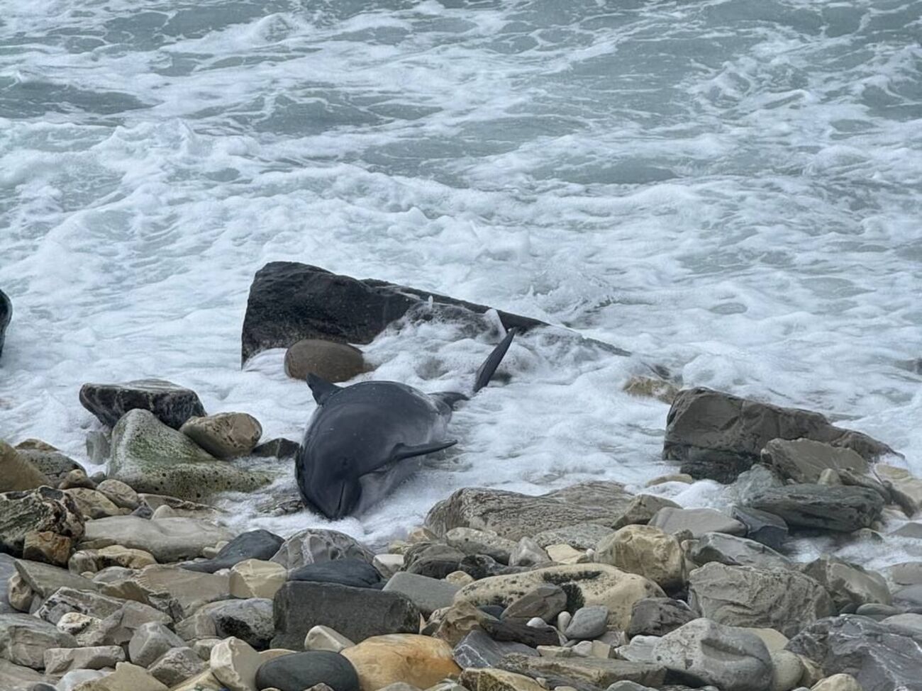 В центре "Дельфа" отметили, что "практически каждый день" получают информацию о новых погибших дельфинах
