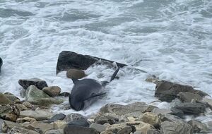 В центре "Дельфа" отметили, что "практически каждый день" получают информацию о новых погибших дельфинах