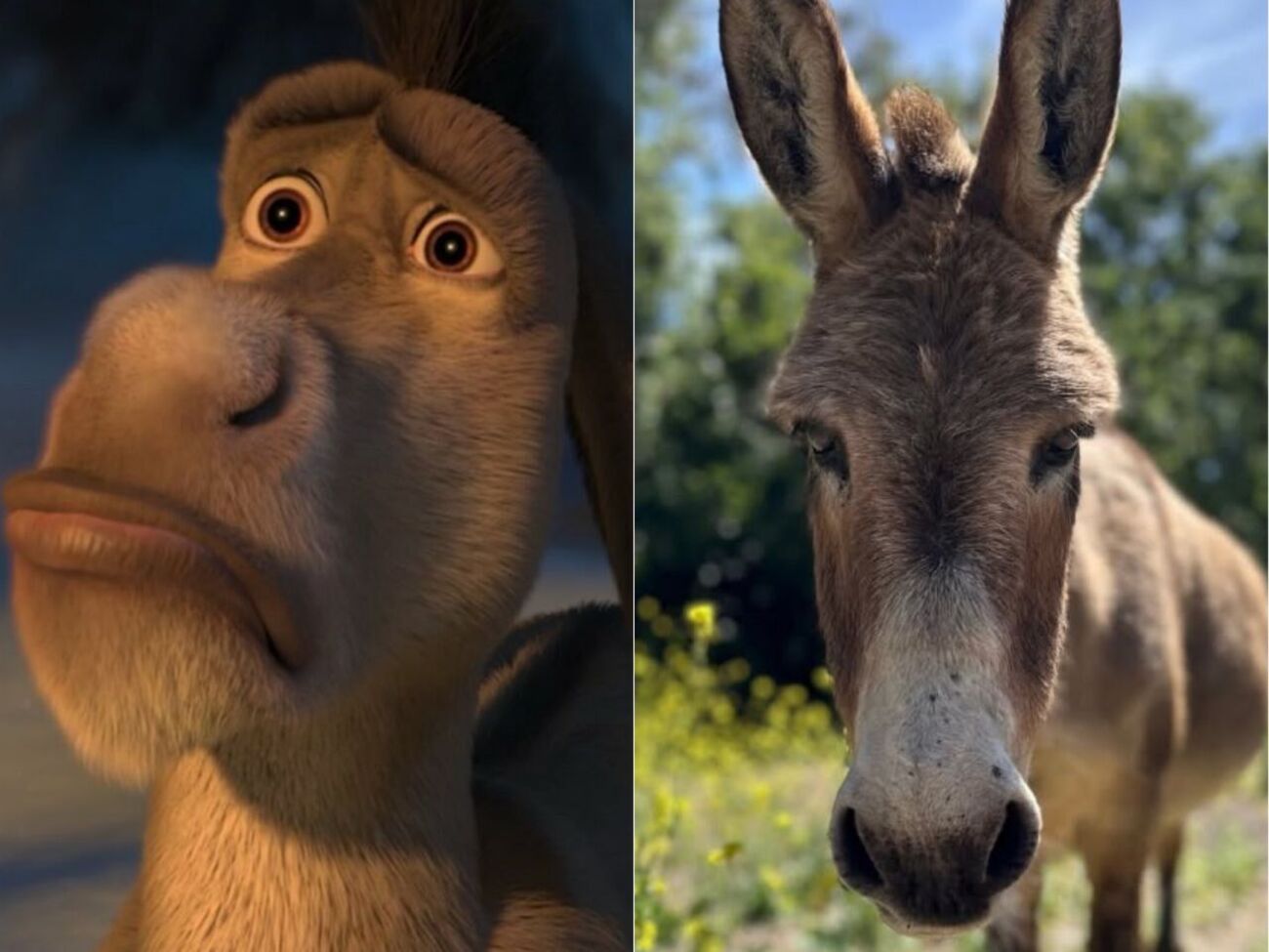 Причиною смерті Перрі був ламініт