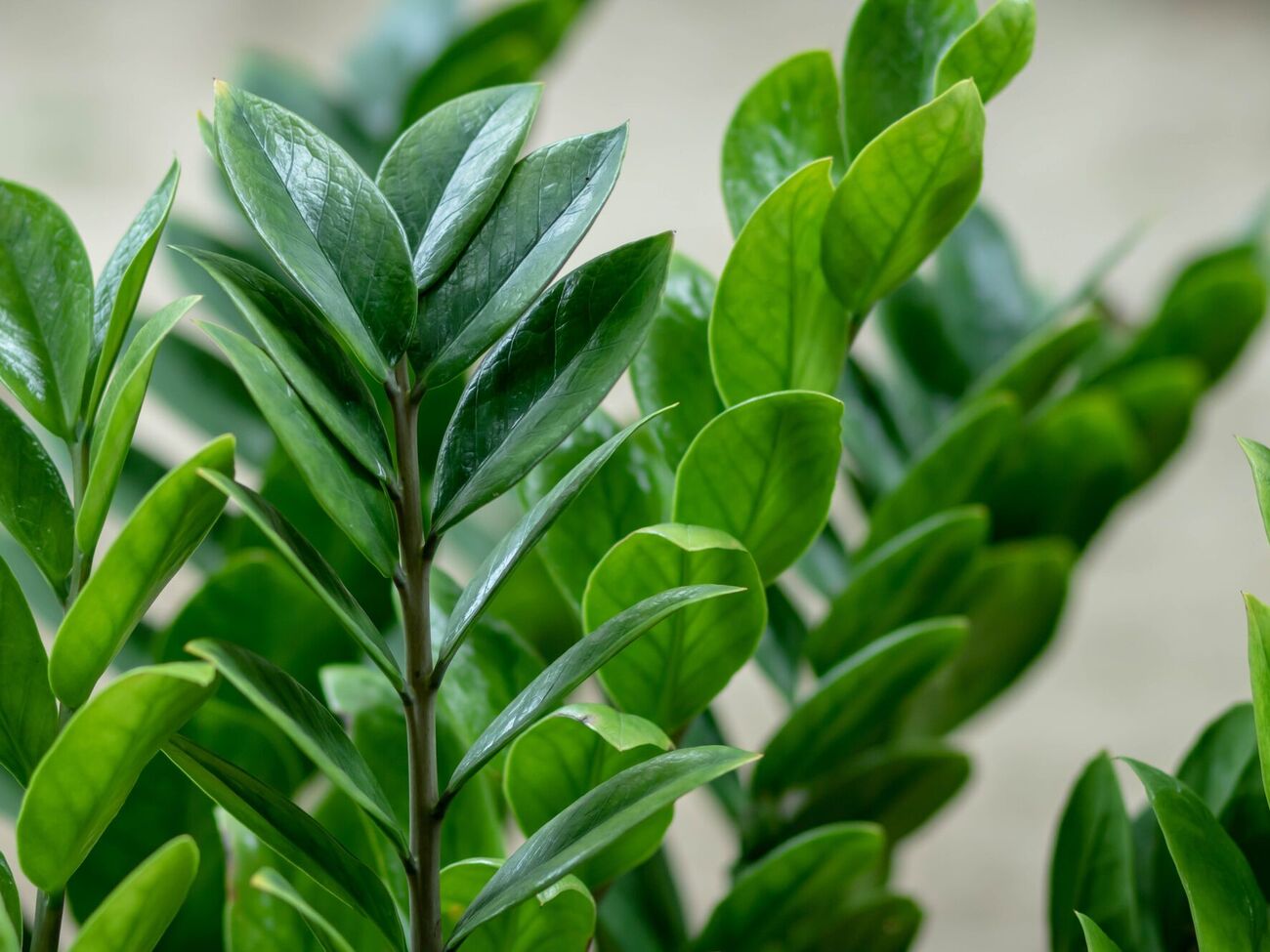 Это растение хорошо стимулирует янтарная кислота