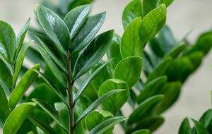 Это растение хорошо стимулирует янтарная кислота