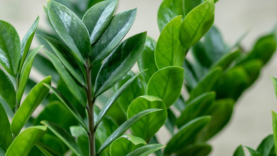 Это растение хорошо стимулирует янтарная кислота