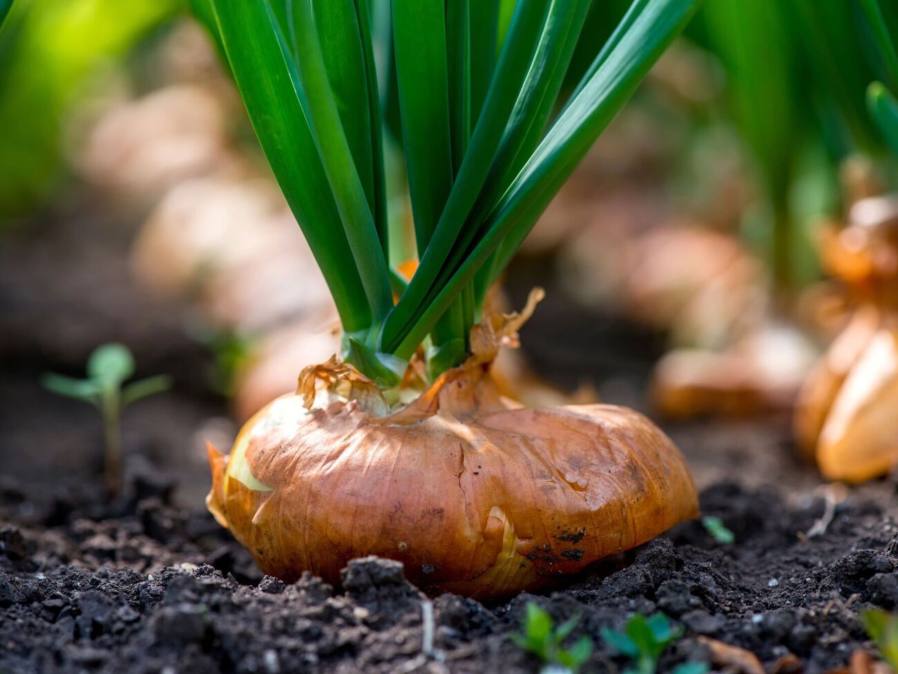 Цибуля добре реагує на підживлення попелом і перегноєм