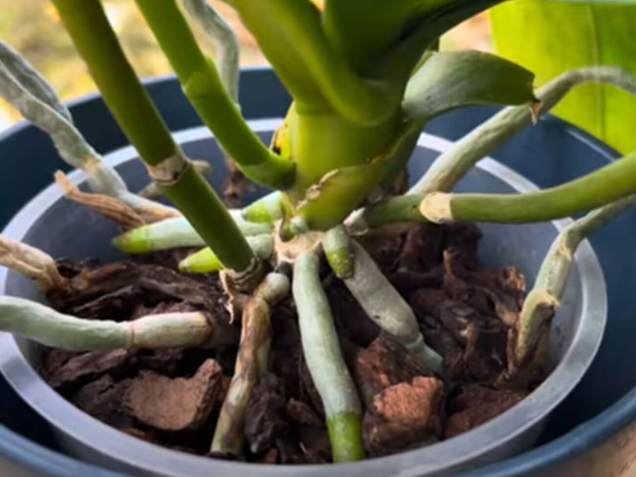 Поливать орхидею настоем из кофе нужно раз в два месяца