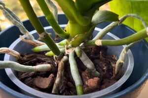 Поливати орхідею настоєм із кави потрібно раз на два місяці