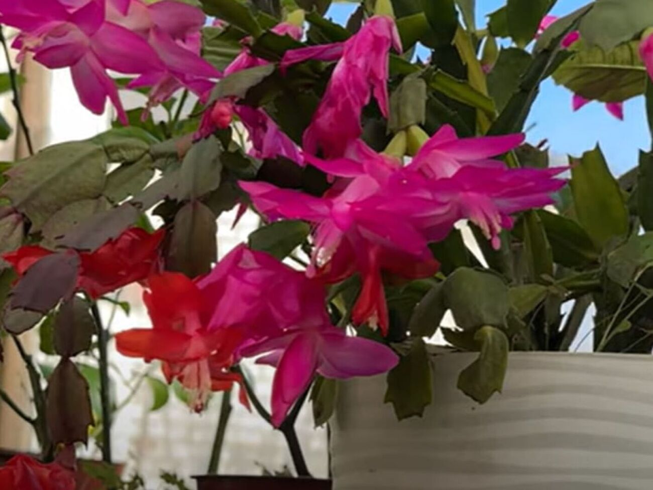 Для приготовления настоя цветовод рекомендует использовать горох