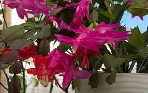 Для приготовления настоя цветовод рекомендует использовать горох