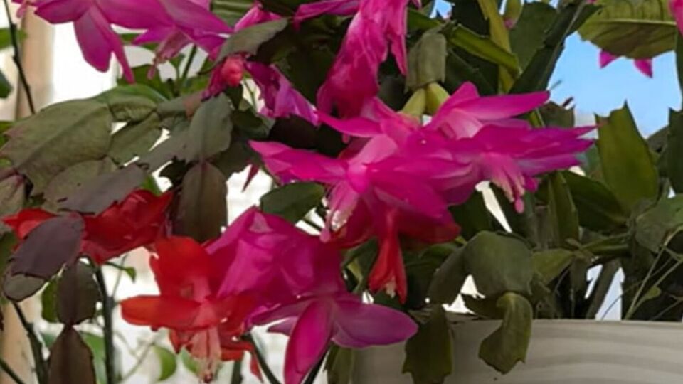 Для приготовления настоя цветовод рекомендует использовать горох