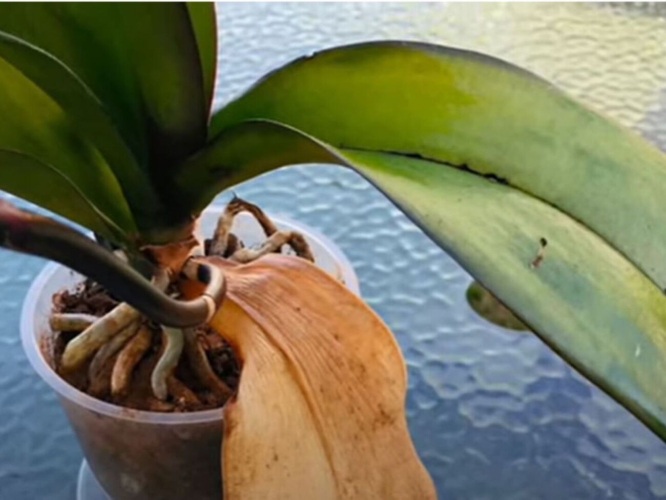 Ефективним методом захисту орхідеї проти грибка є мелена кориця