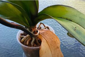 Эффективным методом защиты орхидеи от грибка является молотая корица