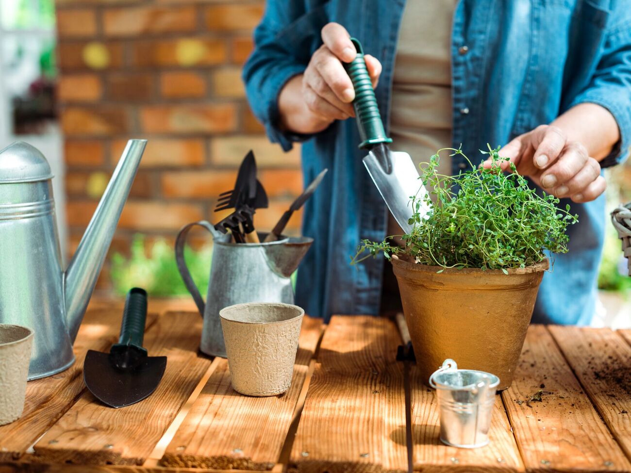 Кімнатна рослина ростиме у збагаченому ґрунті