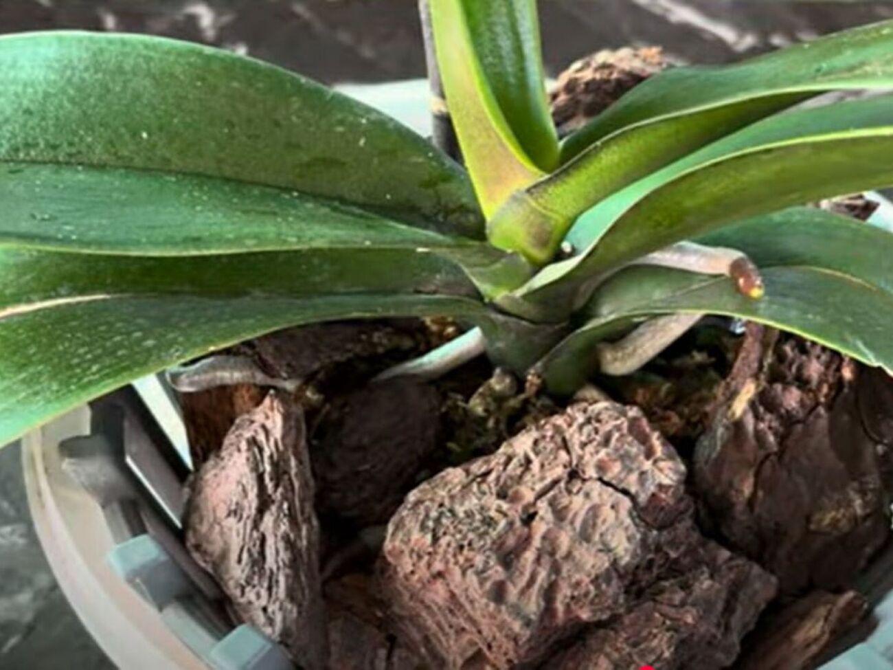 Для приготування органічного добрива квітникар рекомендує використовувати шкірку банана