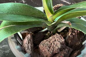 Для приготовления органического удобрения цветовод рекомендует использовать кожуру банана