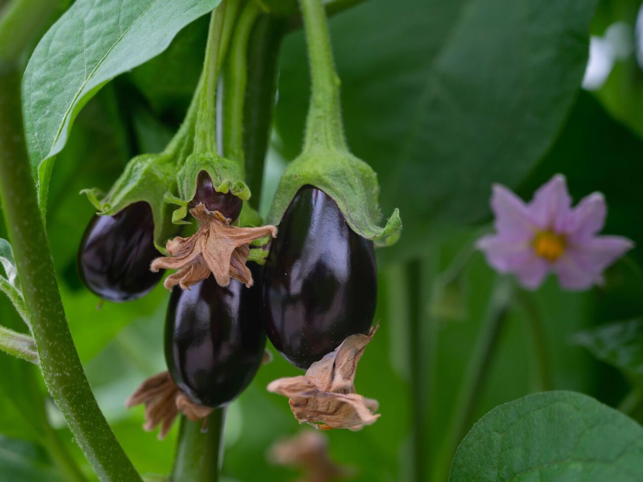 Семена баклажанов можно высаживать в январе
