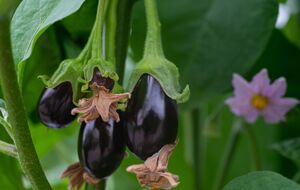 Семена баклажанов можно высаживать в январе