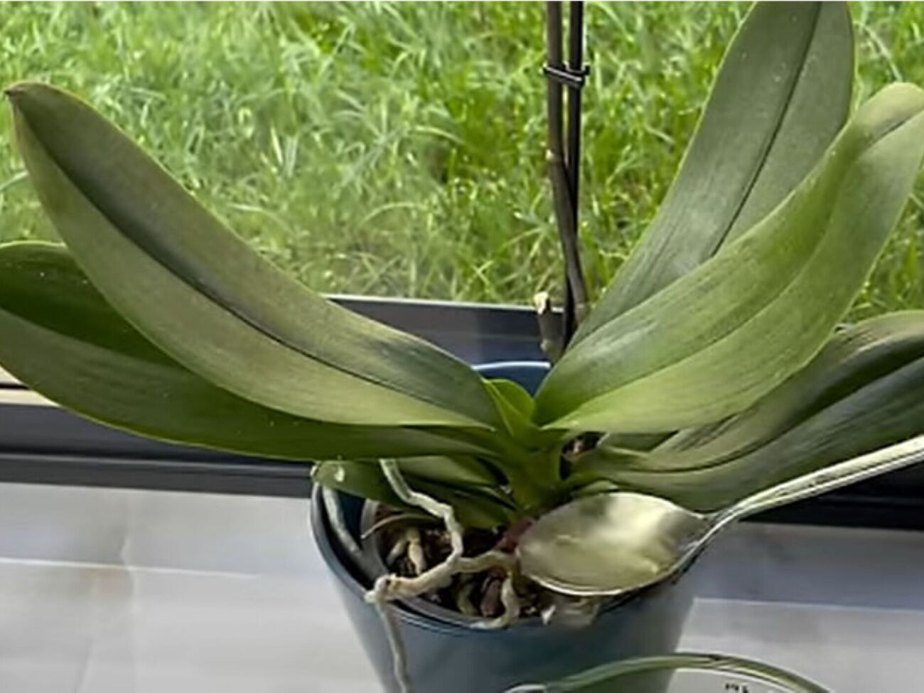 На кожну квітку знадобиться 6 ст. л. підживлення