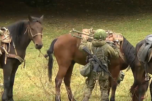 Использование ослов и лошадей российским войском – это "нормально", считают в Госдуме
