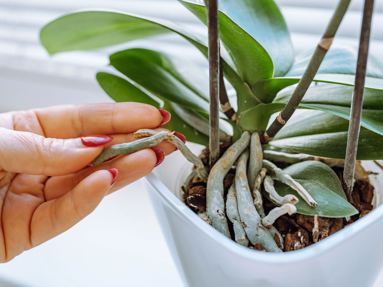 Если орхидея не может развить стеблевую массу – воспользуйтесь удобрением Master