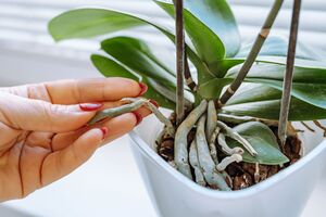 Если орхидея не может развить стеблевую массу – воспользуйтесь удобрением Master