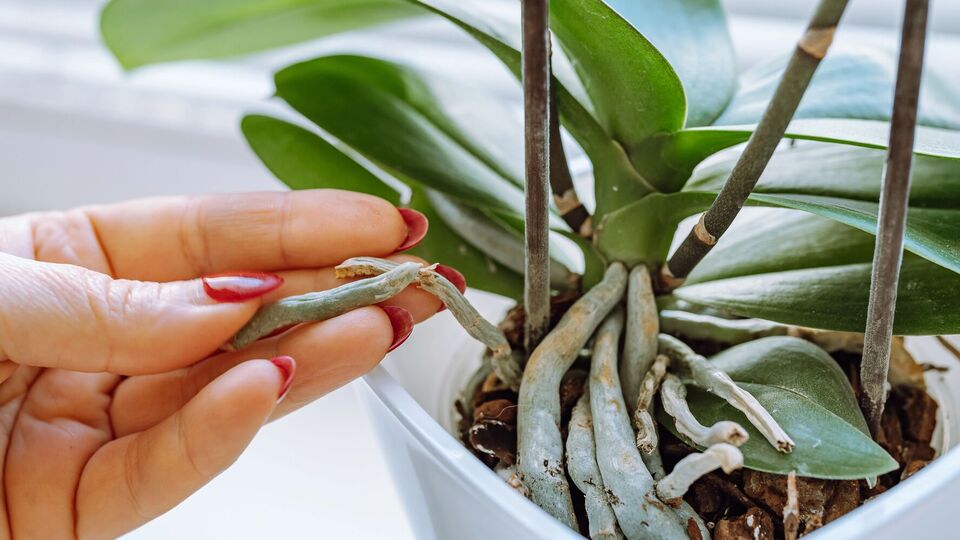 Если орхидея не может развить стеблевую массу – воспользуйтесь удобрением Master