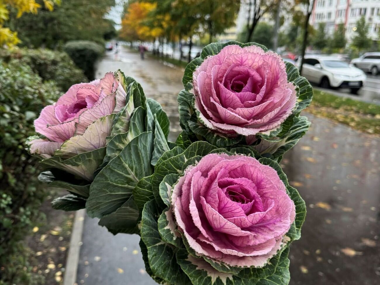 Чтобы букет из декоративной капусты простоял дольше, нужно часто менять воду