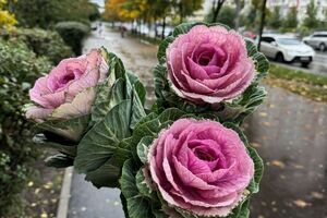 Чтобы букет из декоративной капусты простоял дольше, нужно часто менять воду