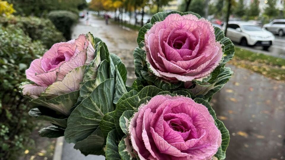 Чтобы букет из декоративной капусты простоял дольше, нужно часто менять воду