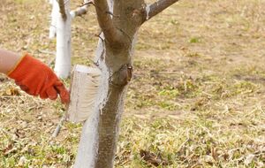 Специальная побелка защищает деревья от вредителей