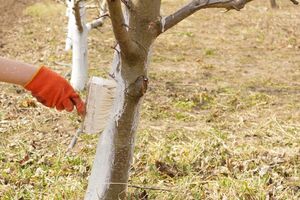 Специальная побелка защищает деревья от вредителей